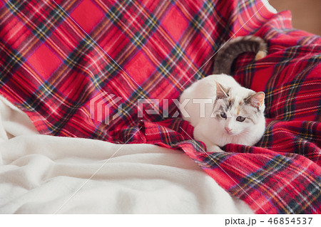 猫 猫 46854537