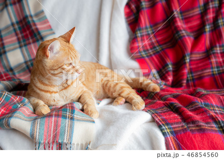猫 猫 46854560