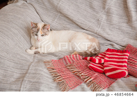 猫 猫 46854664