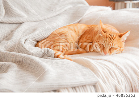 猫 猫 46855252