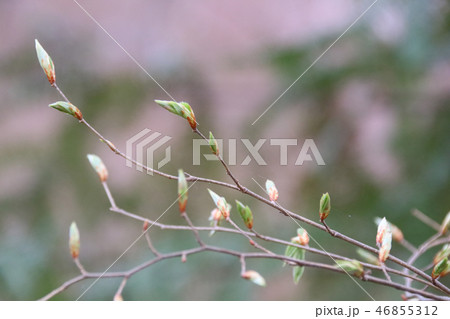 木の芽時 46855312