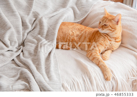 猫 猫 46855333
