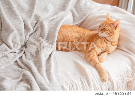 猫 猫 46855334