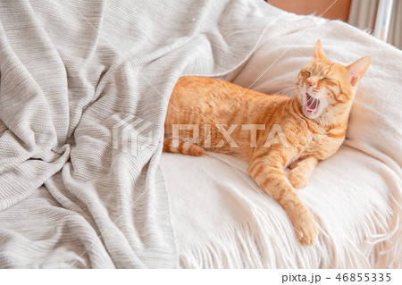 猫 46855335