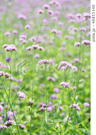 Purple Flower in Rama 9 park, Bangkok, Thailand 46855340