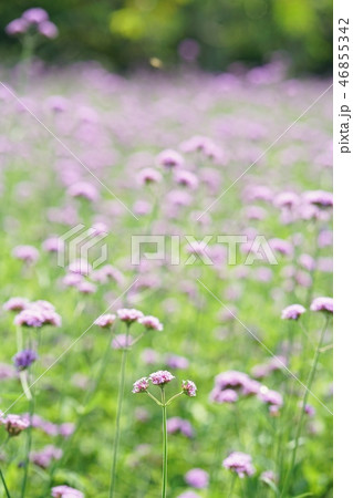 Purple Flowers, Verbena bonariensis in Thailand Purple Flowers, Verbena bonariensis in Thailand 46855342