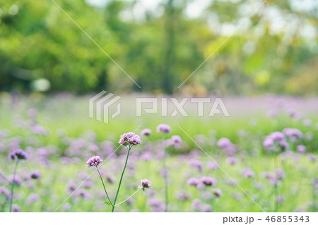 紫の花、お花畑、バーベナ・ボナリエンシス、ヤナギハナガサ 紫の花、お花畑、バーベナ・ボナリエンシス、ヤナギハナガサ 46855343