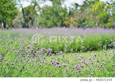 Purple Flowers, Verbena bonariensis in Rama 9 Park 46855344