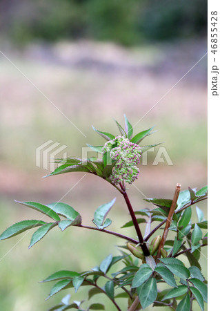 木の芽時 木の芽時 46855428