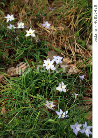 開花 46855429
