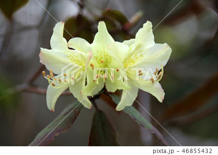 開花 46855432