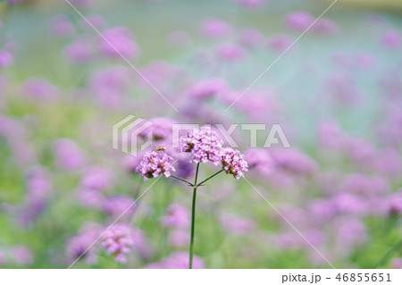 Purple Flower in Rama 9 park, Bangkok, Thailand 46855651