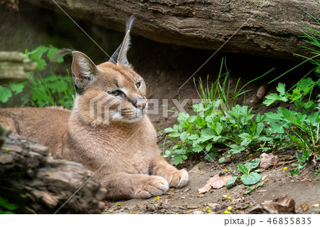 Portrait desert cats Caracal (Caracal caracal) Portrait desert cats Caracal (Caracal caracal) 46855835