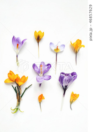 Spring, Easter floral composition. Yellow and violet crocuses flowers isolated on white wooden Spring, Easter floral composition. Yellow and violet crocuses flowers isolated on white wooden 46857629
