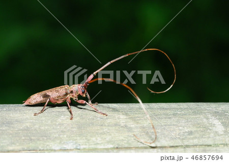 ヤハズカミキリ ヤハズカミキリ 46857694