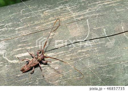 ヤハズカミキリ ヤハズカミキリ 46857735