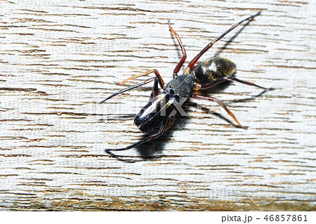 アリグモ(オス) アリグモ(オス) 46857861