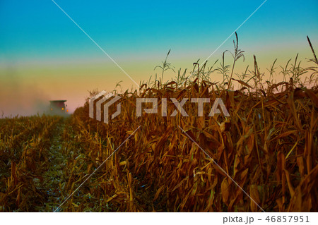 The harvesting of corn fields with combine 46857951