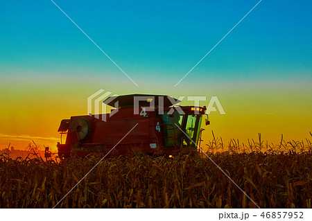 The harvesting of corn fields with combine 46857952