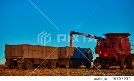 Pouring corn grain into tractor trailer after harvest 46857954