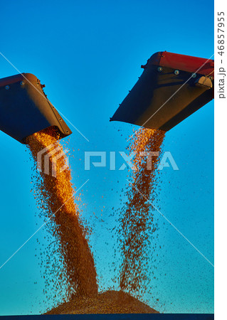 Pouring corn grain into tractor trailer after harvest Pouring corn grain into tractor trailer after harvest 46857955