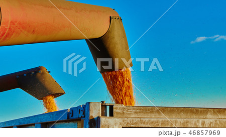 Pouring corn grain into tractor trailer after harvest 46857969