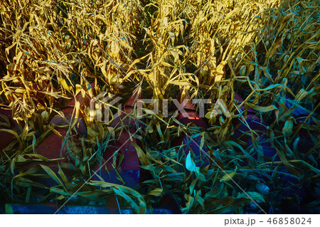 View from the cabin of combine harvester during work on the corn field View from the cabin of combine harvester during work on the corn field 46858024