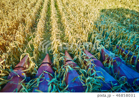 View from the cabin of combine harvester during work on the corn field 46858031