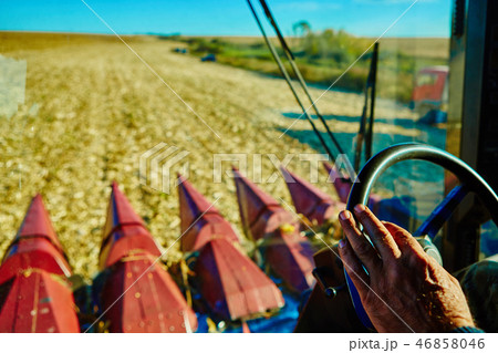View from the cabin of combine harvester during work on the corn field 46858046