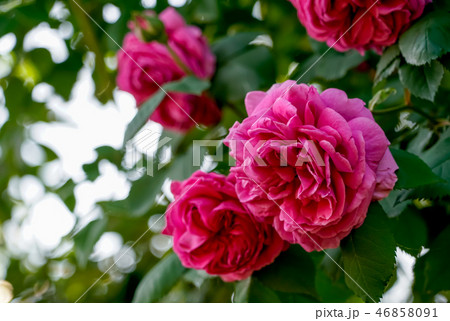 赤いばら　マリアテレジア 46858091