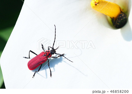 ベニカミキリとカラーの花 46858200