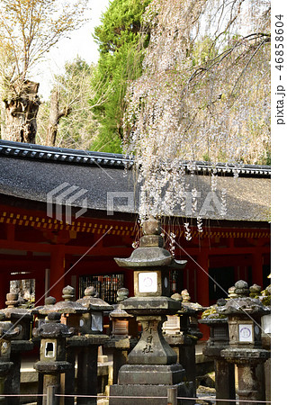 春日大社より 46858604