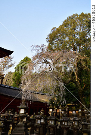 春日大社より 46858613