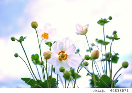 シュウメイギク 46858671