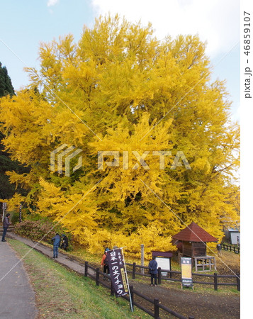 北金ヶ沢の大イチョウ 北金ヶ沢の大イチョウ 46859107
