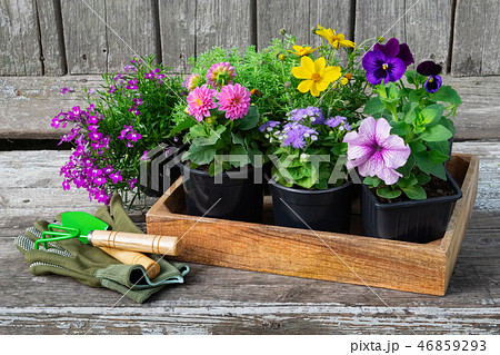Seedlings of garden plants and flowers.  46859293