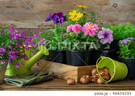 Seedlings of flowers, bulbs of plants, tools. 46859295