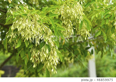 シマトネリコの実 46859975