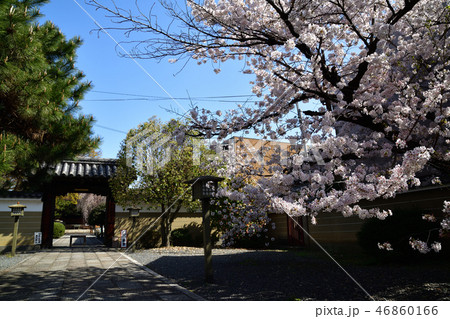千本釈迦堂の阿亀桜 46860166