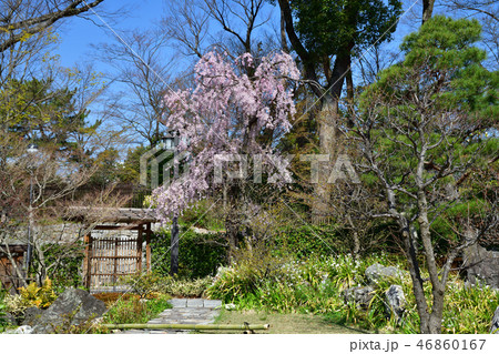 北野天満宮の桜 北野天満宮の桜 46860167