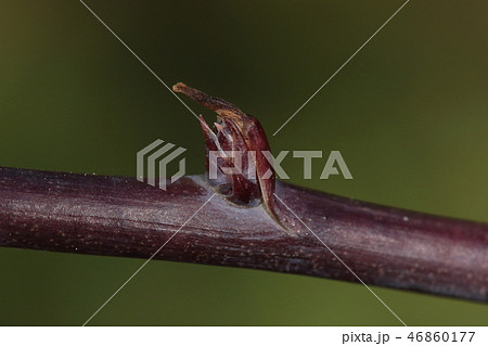 自然　植物　ムベ、冬芽。紫色の若枝から初めて出てきた芽のようです 46860177