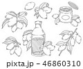 ハスカップのイラスト素材 46860310
