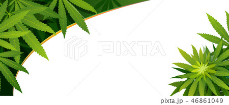 green cannabis leaf drug marijuana herb Background 46861049