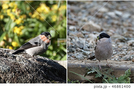 鷽鳥つがい（その2） 46861400