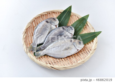 えぼ鯛 えぼ鯛 46862019
