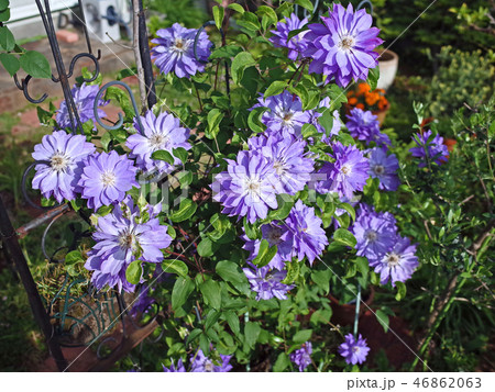 クレマチス・天塩の花満開 46862063