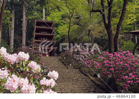 4月 シャクナゲの室生寺五重塔 大和の春 の写真素材