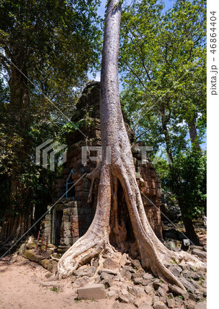 tetrameles growing on the ruins of Ta Prohm temple tetrameles growing on the ruins of Ta Prohm temple 46864404