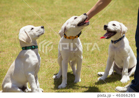 ラブラドールレトリバーの子犬たち 46866265