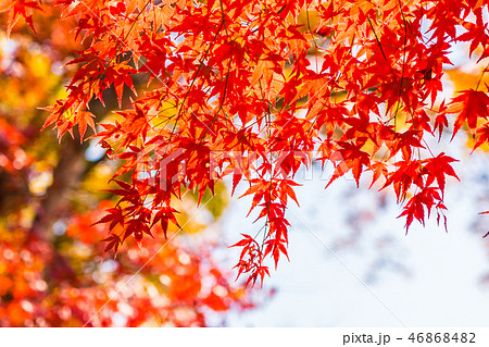 Beautiful red and green maple leaf on tree Beautiful red and green maple leaf on tree 46868482